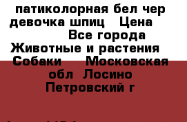 патиколорная бел/чер девочка шпиц › Цена ­ 15 000 - Все города Животные и растения » Собаки   . Московская обл.,Лосино-Петровский г.